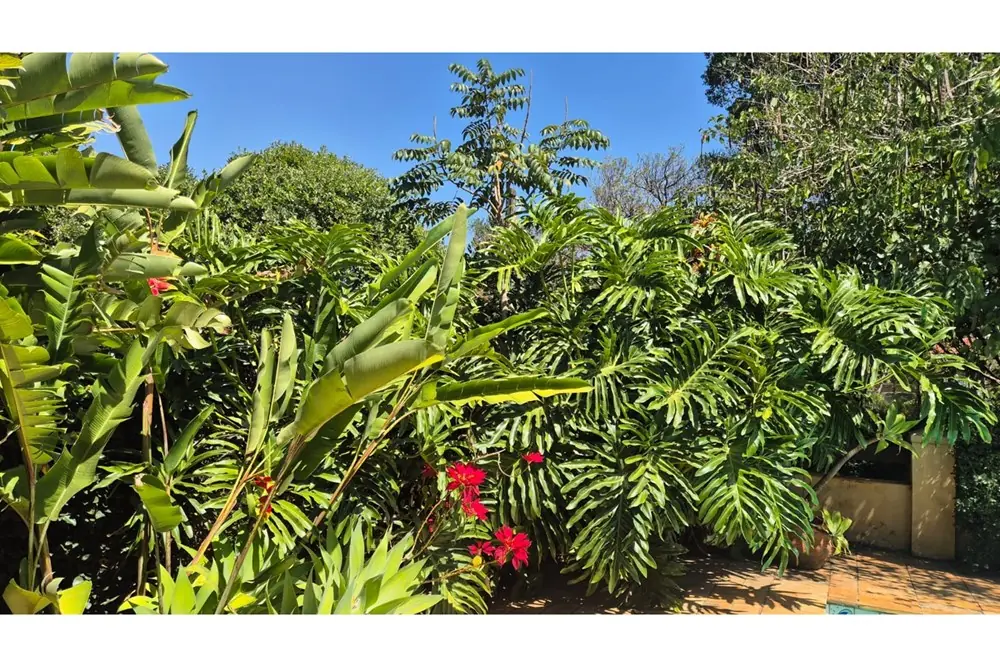 Jardim de plantas tropicais · Casa com 4 suítes para locação em Vinhedo
