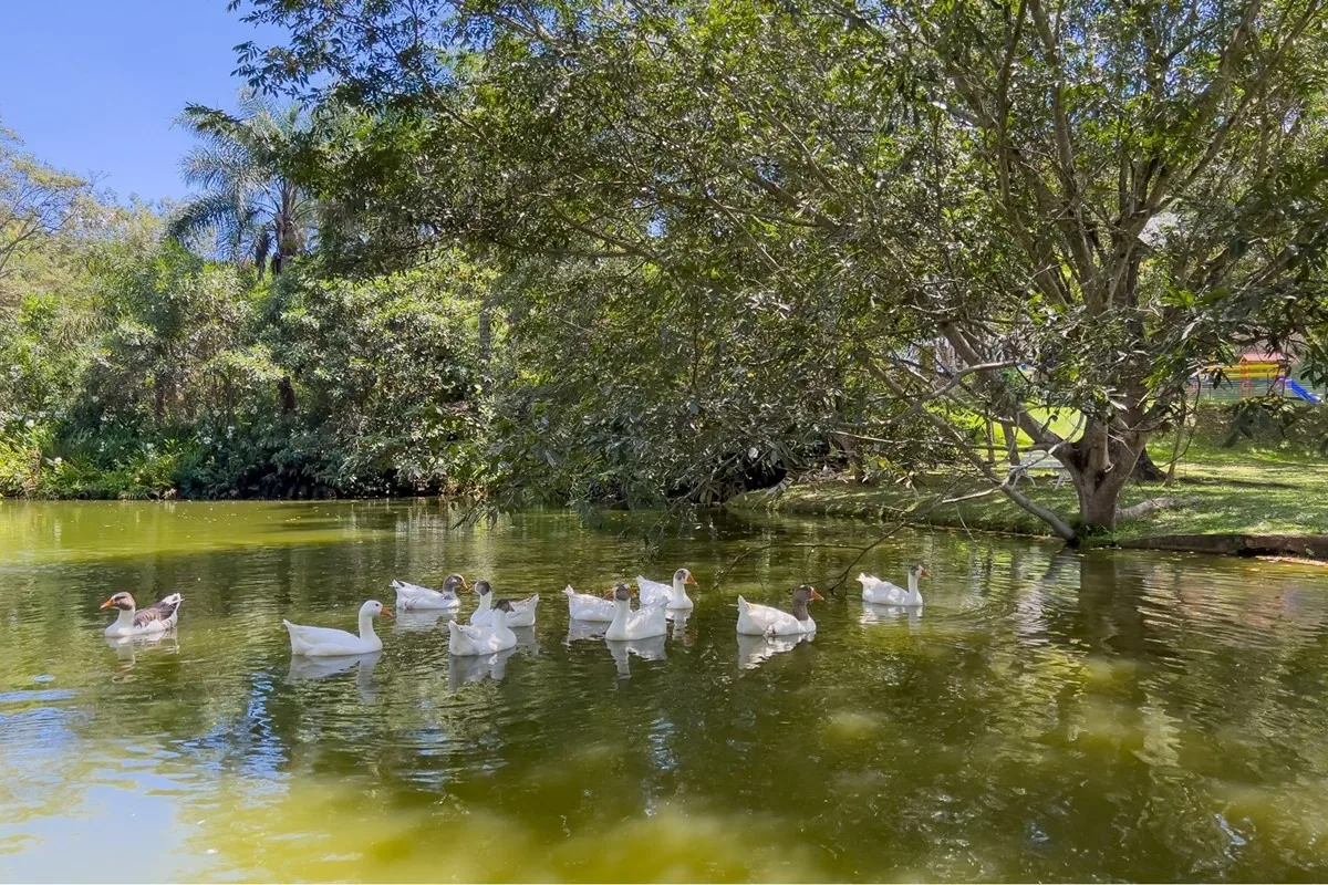 Patos no lago do condomínio · Casa em condomínio com 3 suítes em Vinhedo
